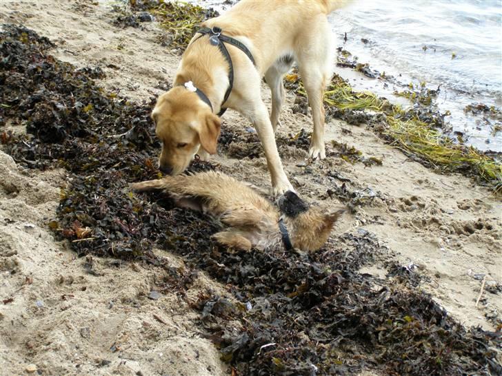 Belgisk hyrdehund Rico - Thor og Rico ved vandet billede 6