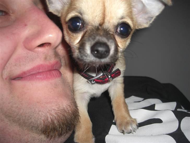Chihuahua Himmelhund - Peanut  - Hygger lidt med far :) billede 4
