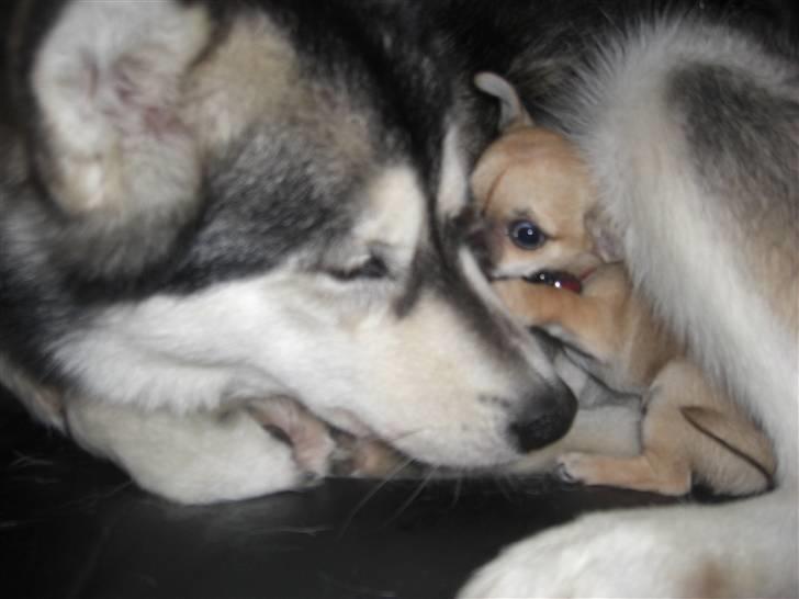 Chihuahua Himmelhund - Peanut  - Mig og min bedste ven Lupa , det er min far´s hund :) billede 5