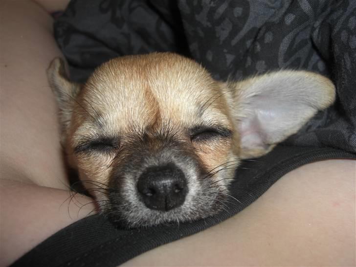 Chihuahua Himmelhund - Peanut  - Snoooork! billede 6
