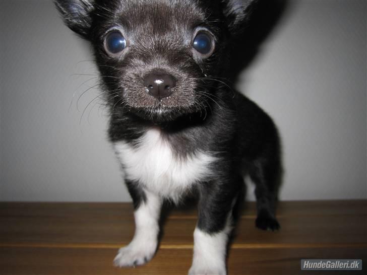 Chihuahua Livi billede 4