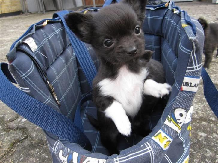 Chihuahua Livi billede 6