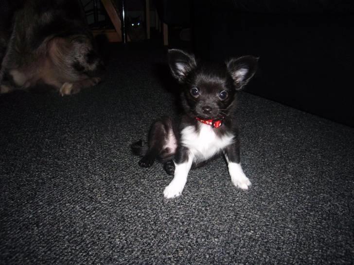 Chihuahua Livi billede 8