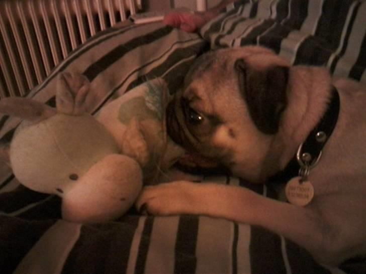 Mops Joey - sofahygge med min minimuh ko  billede 7