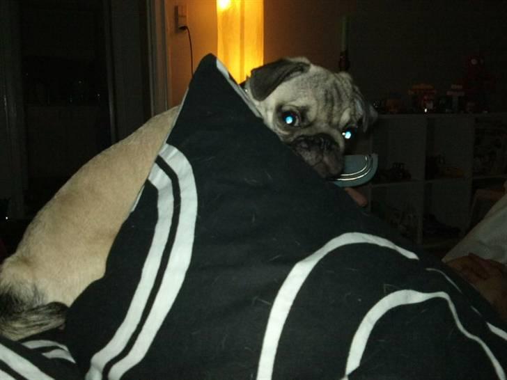 Mops Joey - tit tit :D billede 8