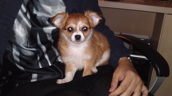 Chihuahua Cassie billede 4