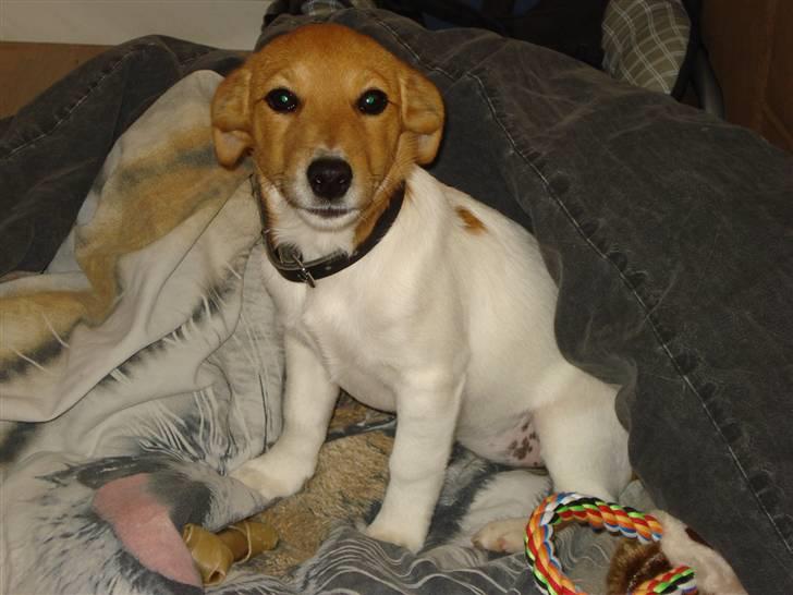 Jack russell terrier Ti-amo billede 1