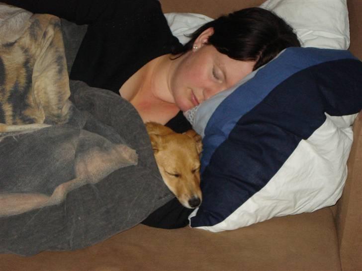 Jack russell terrier Ti-amo - Mig og moar putter billede 2