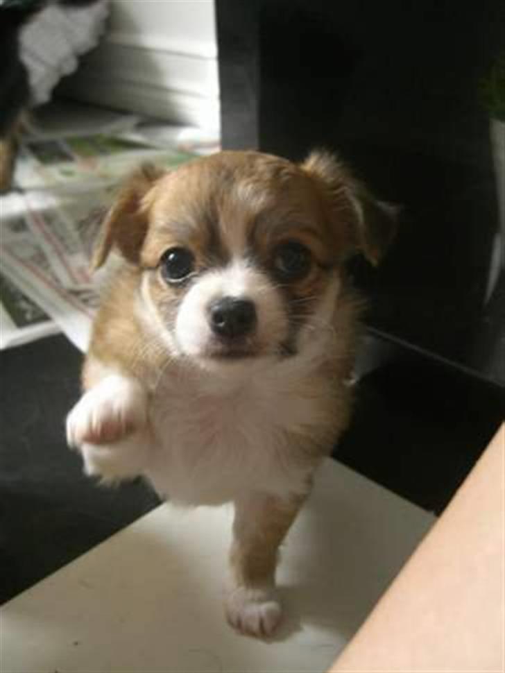 Chihuahua Cassie billede 7