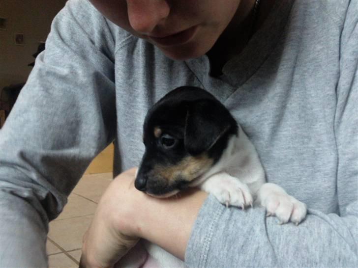 Dansk svensk gaardhund Joey - Velkommen til Joey´s profil :) billede 1