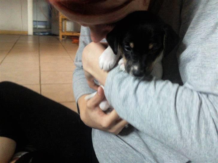 Dansk svensk gaardhund Joey - Joey :) billede 2