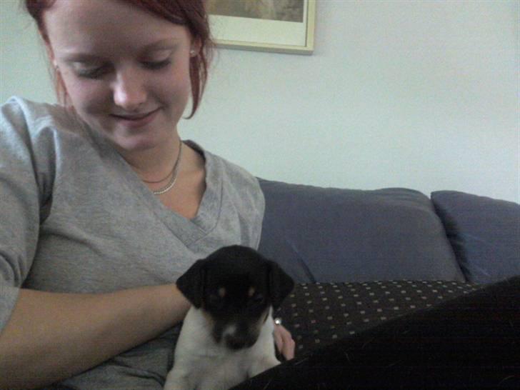 Dansk svensk gaardhund Joey - Joey på udkig :) billede 3