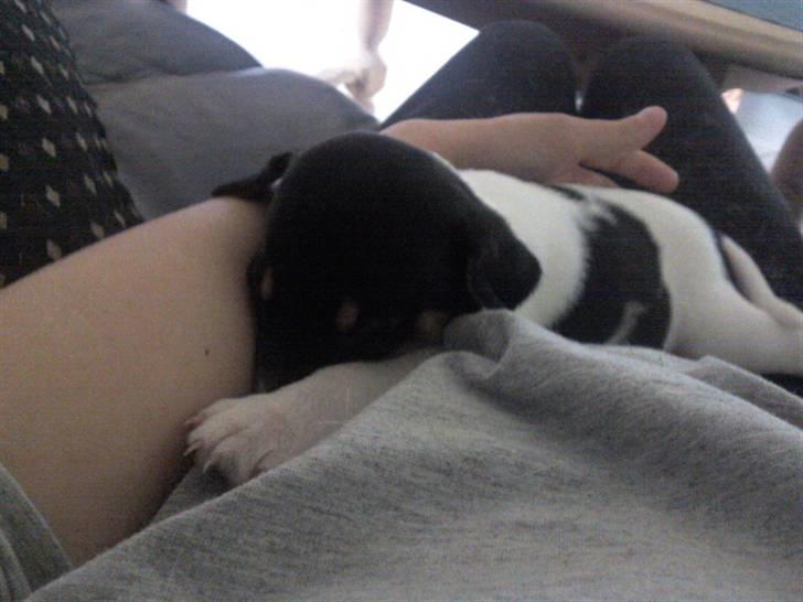 Dansk svensk gaardhund Joey - Så blev han træt og faldt i søvn op af min arm :) billede 4