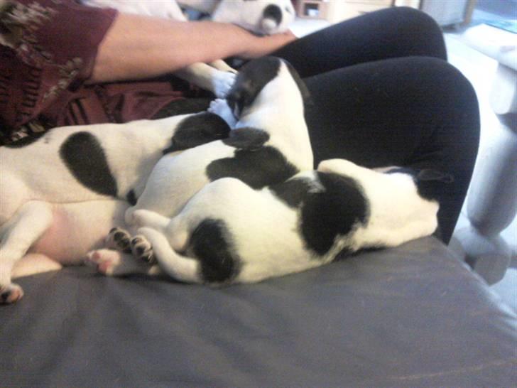 Dansk svensk gaardhund Joey - Tilbage til familien :) Ham den tykke der ligger med hele ryggen til :) billede 5