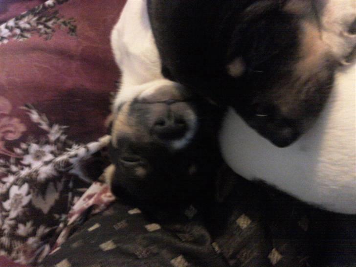 Dansk svensk gaardhund Joey - Joey der ligger på hovedet og sover :) billede 6