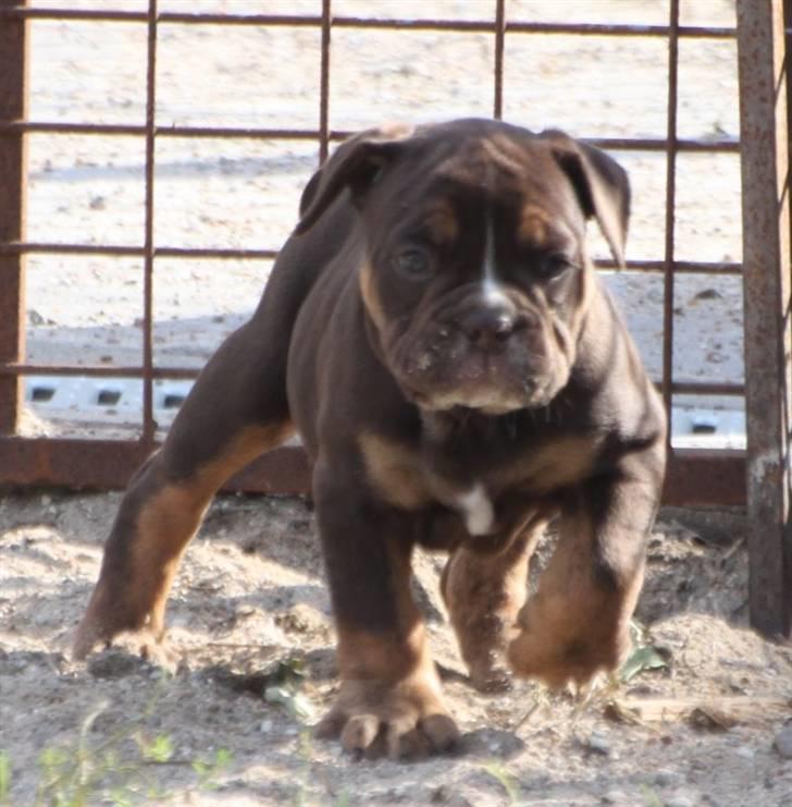Olde english bulldogge Østergaard's Hector billede 2
