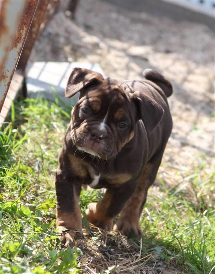 Olde english bulldogge Østergaard's Hector billede 3