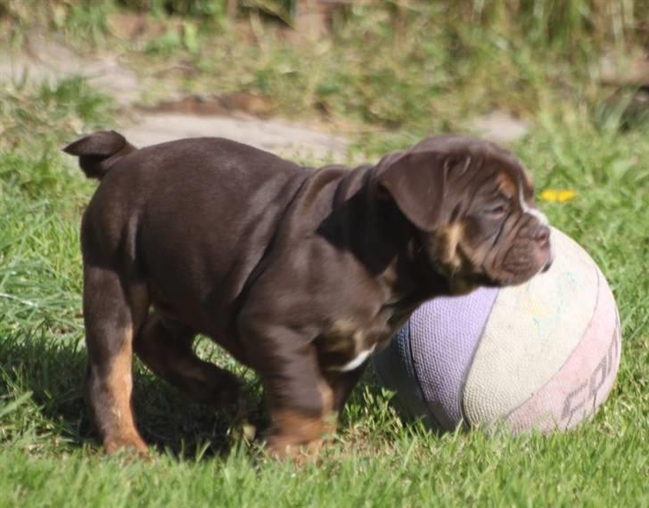 Olde english bulldogge Østergaard's Hector billede 4