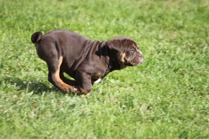 Olde english bulldogge Østergaard's Hector billede 5