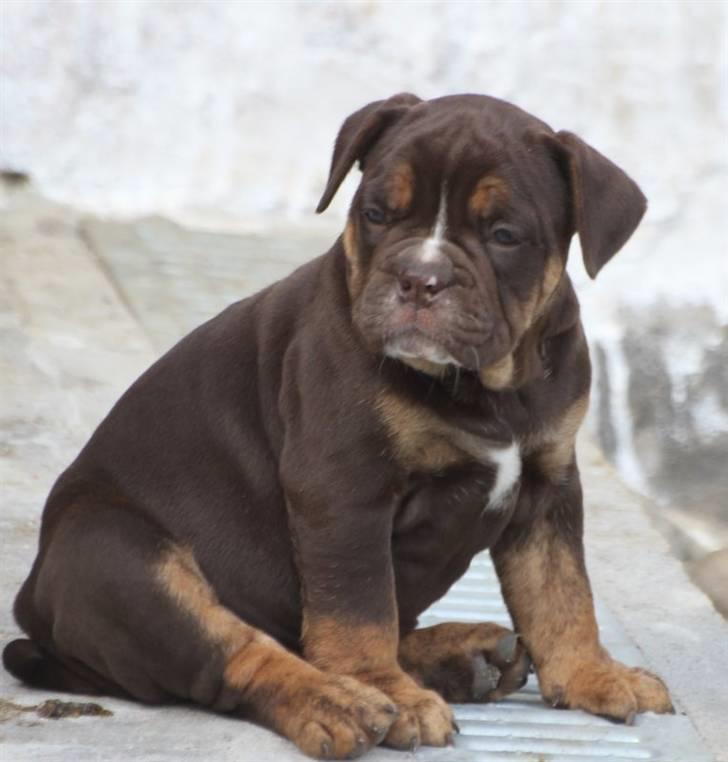 Olde english bulldogge Østergaard's Hector billede 6