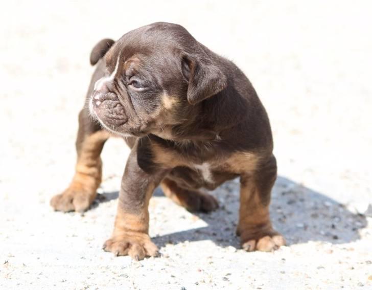 Olde english bulldogge Østergaard's Hector billede 7