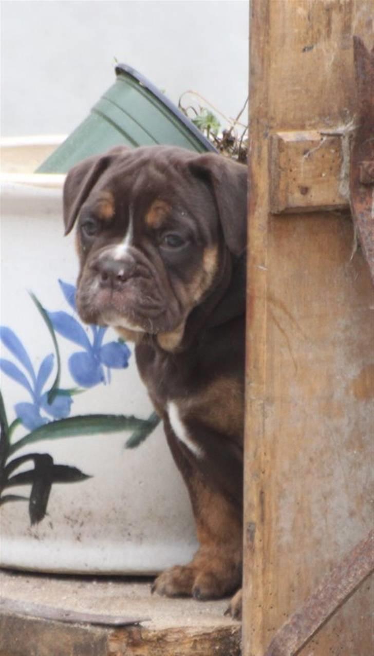 Olde english bulldogge Østergaard's Hector billede 8