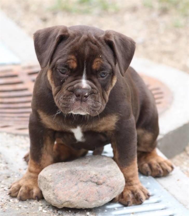 Olde english bulldogge Østergaard's Hector billede 9
