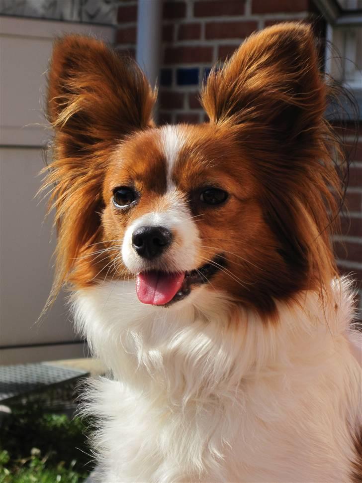 Papillon Liva (himmelhund) billede 1