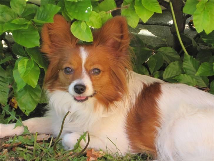 Papillon Liva (himmelhund) billede 9