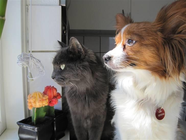 Papillon Liva (himmelhund) billede 10