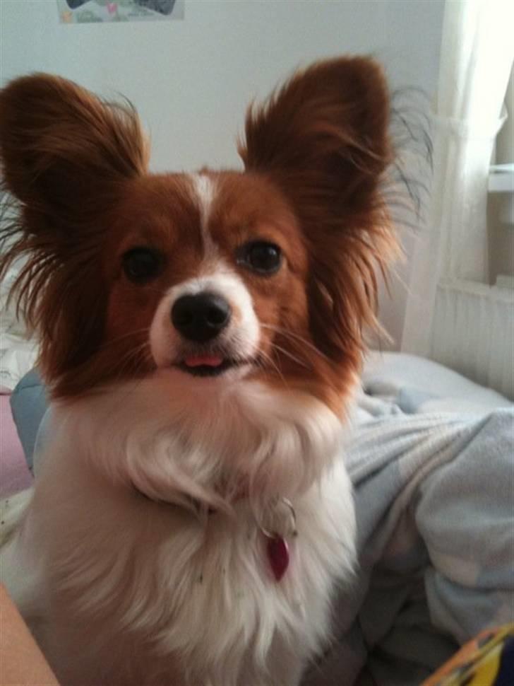 Papillon Liva (himmelhund) billede 11