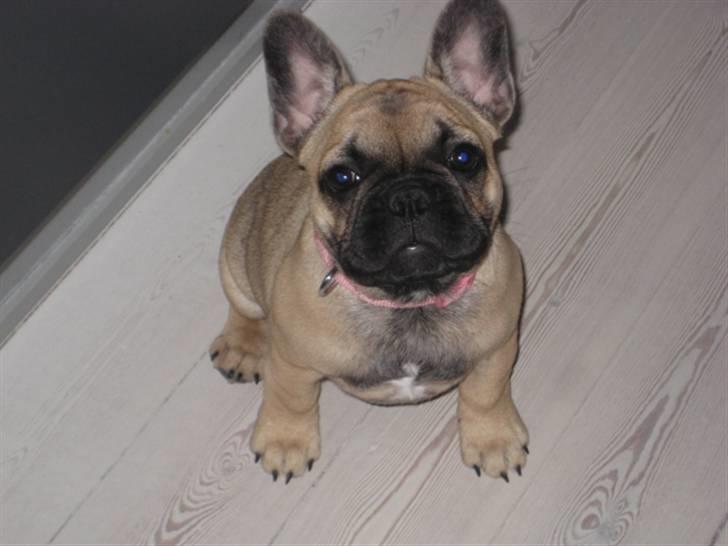 Fransk bulldog Greenhills Diva Rumina billede 11