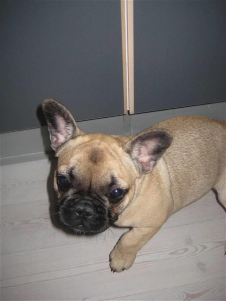 Fransk bulldog Greenhills Diva Rumina billede 12