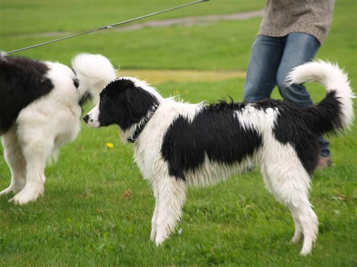 Landseer Gaia billede 6