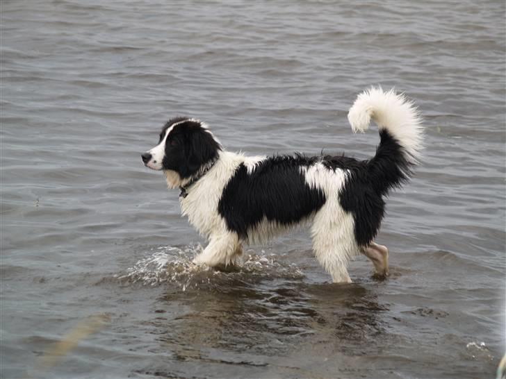 Landseer Gaia billede 7