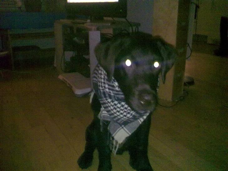 Labrador retriever sisqo - partisaner sisqo billede 7