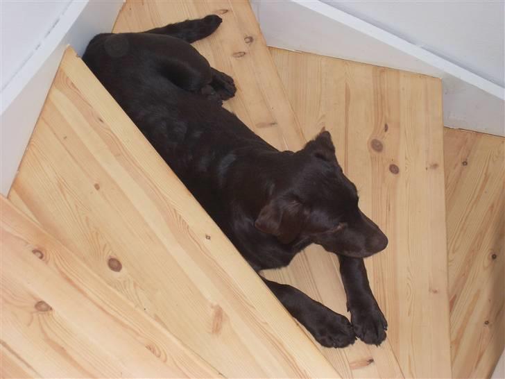 Labrador retriever sisqo - det kan godt være mor køber kurve og tæpper til mig, men trappen er nu bedst billede 8