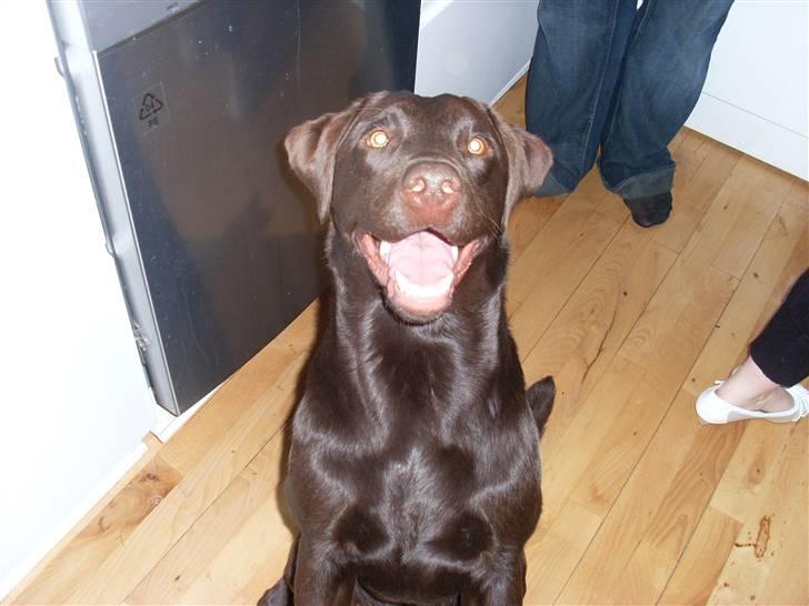 Labrador retriever sisqo - SMIL :D billede 10
