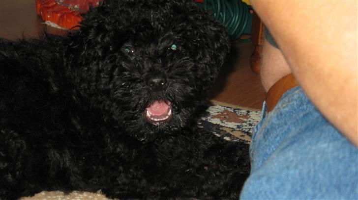 Puli Gaia - En rigtig lille løve billede 9