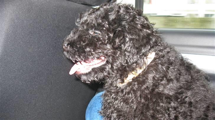 Puli Gaia - Køretur hjem fra kennelen billede 8