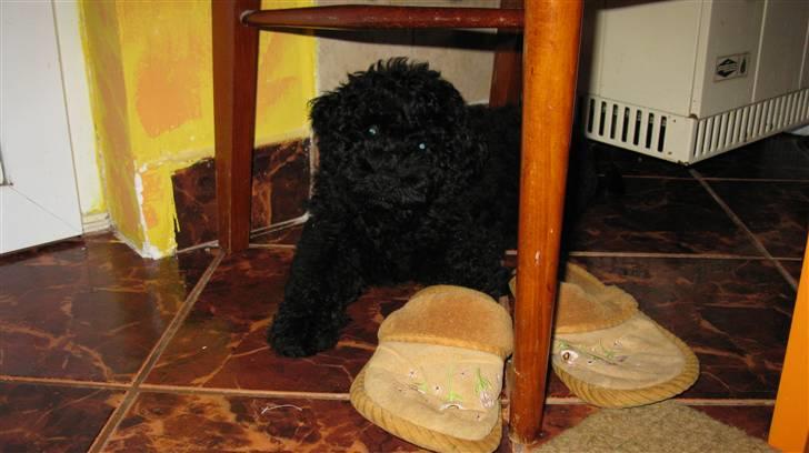 Puli Gaia - Hvad?!  jeg har ikke tygget på skoen billede 10