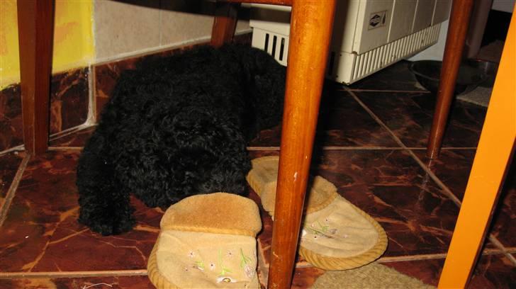 Puli Gaia - Det er min hovedpude billede 11