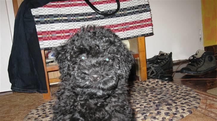 Puli Gaia - Charmetrold billede 12