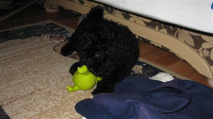 Puli Gaia - Uhh legetøj billede 13