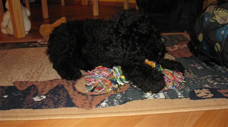 Puli Gaia - Chewing chewing all day long... billede 14