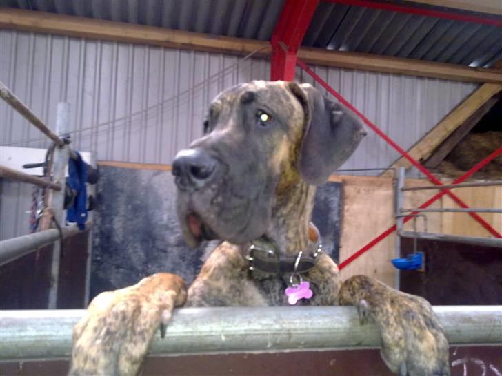 Grand danois Zeus - Zeus kom i hestebox mens alle maskiner blev kørt på plads, så kan han ikk komme i klemme billede 8