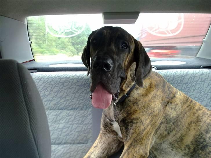 Grand danois Zeus - Hihi jeg fylder hele bagsædet.... billede 5