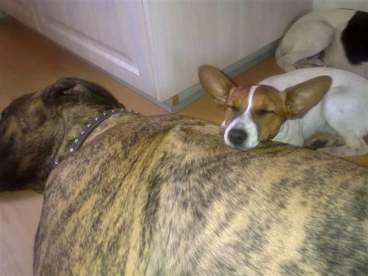 Grand danois Zeus - viselulle på Zeus´s store krop billede 9