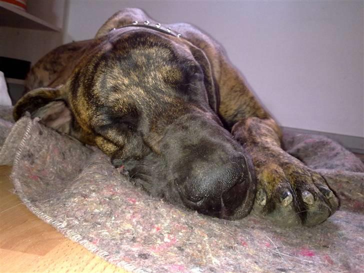 Grand danois Zeus - endnu et lille lur billede 10