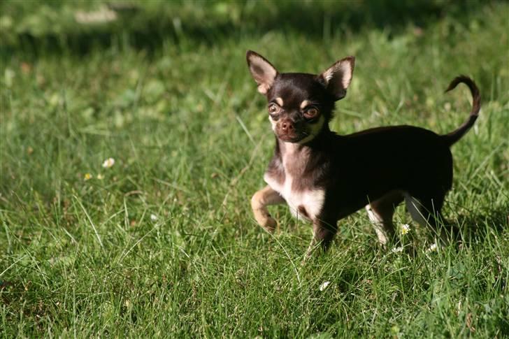Chihuahua Gimmie From Sweetie DKK billede 10